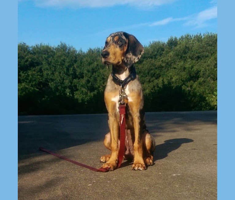 Winston, an American Leopard Hound tested with EmbarkVet.com