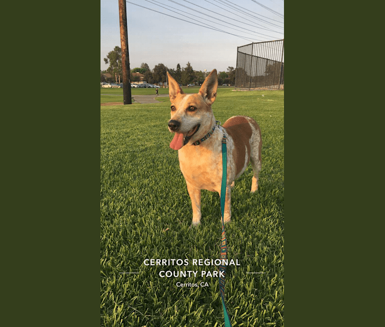 Kiki, an American Village Dog and Australian Cattle Dog mix tested with EmbarkVet.com