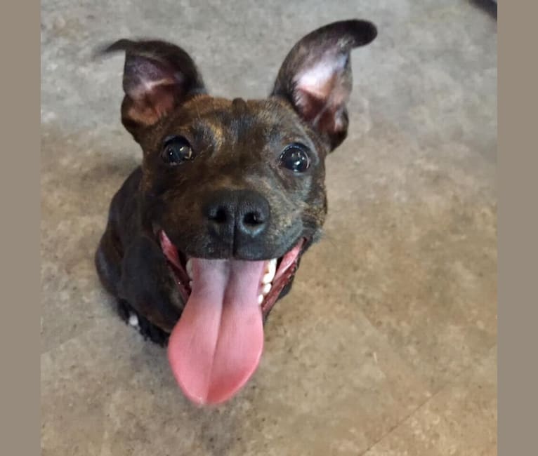 Rat terrier deals pitbull mix