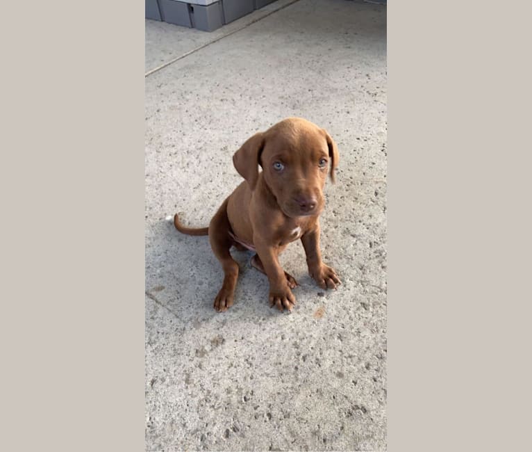 Kingston, a Weimaraner and Labrador Retriever mix tested with EmbarkVet.com