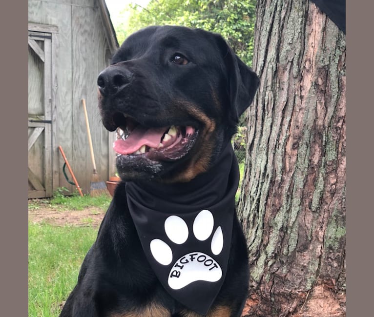 “Rookie” Dozers Runtley Persisted, a Rottweiler tested with EmbarkVet.com