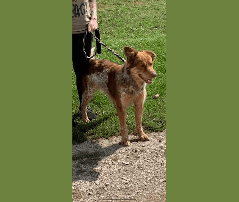 Reece's, an Australian Cattle Dog and Border Collie mix tested with EmbarkVet.com