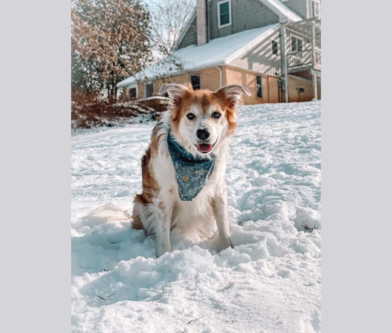 Photo of Beau, a Border Collie and Australian Cattle Dog mix in West Chester, Pennsylvania, USA