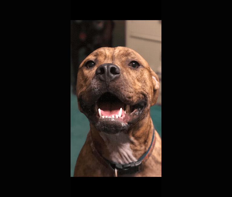 Hank, an American Pit Bull Terrier and American Bulldog mix tested with EmbarkVet.com