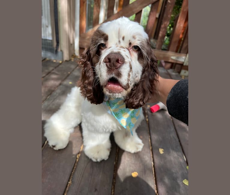 Photo of Stanley, a Cocker Spaniel  in North Highlands, California, USA