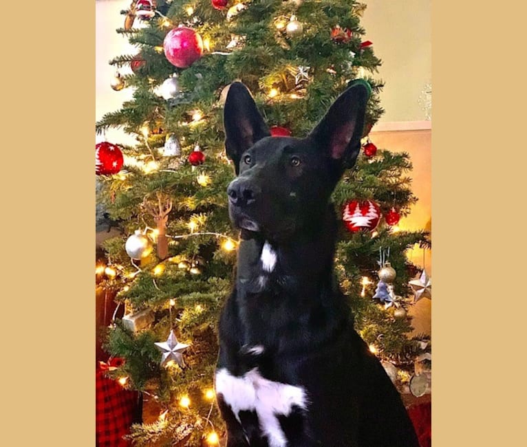 Photo of Jagger, a German Shepherd Dog, American Bully, and American Pit Bull Terrier mix