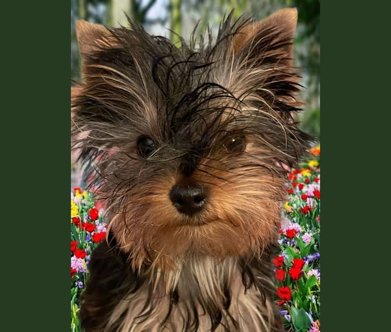 Photo of Franklin, a Yorkshire Terrier  in Torrance, CA, USA