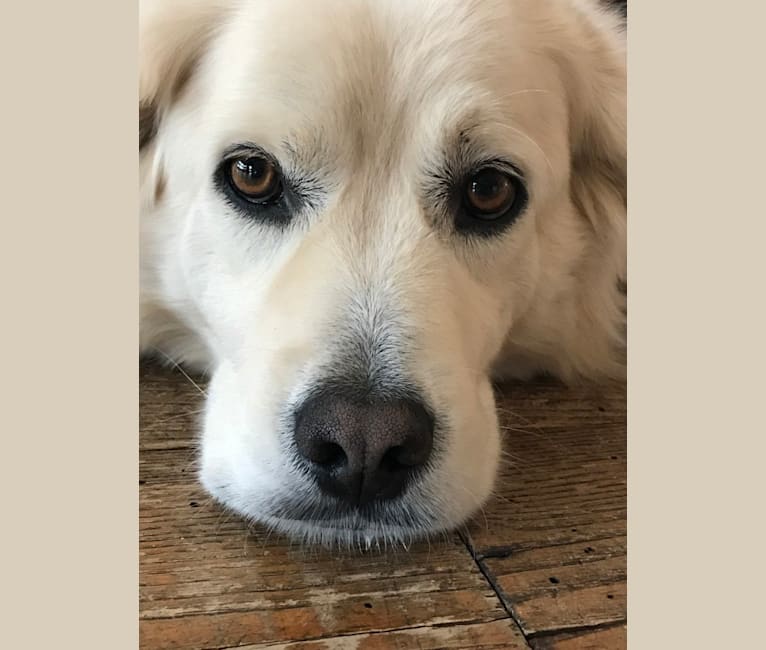 Virgil, a Great Pyrenees and Golden Retriever mix tested with EmbarkVet.com