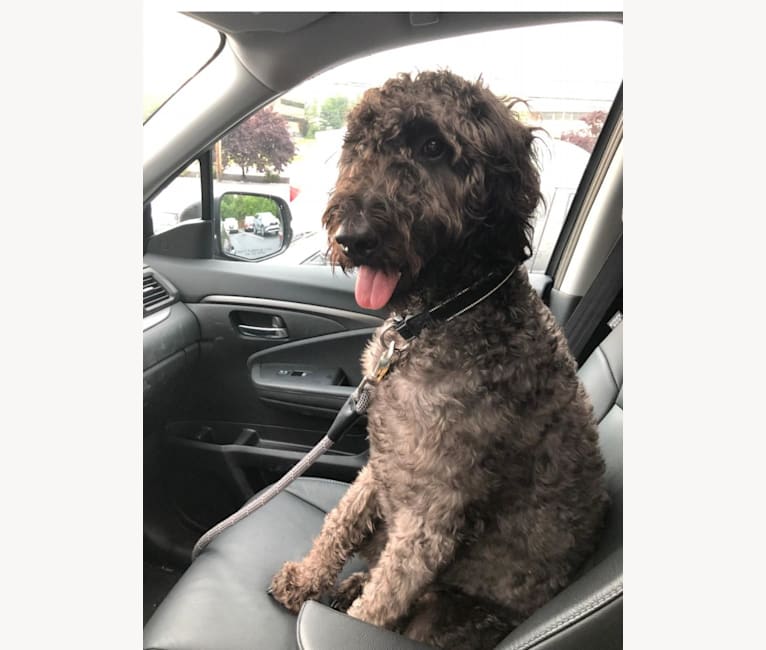 Pointer poodle cross hotsell