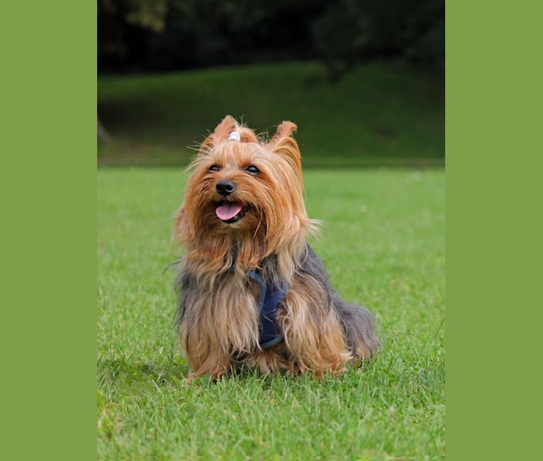 Pepper, a Yorkshire Terrier tested with EmbarkVet.com