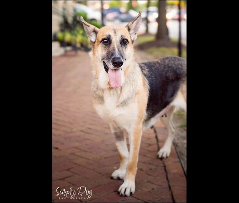 Photo of Brie, a German Shepherd Dog, American Eskimo Dog, and Boxer mix in Odessa, Florida, USA