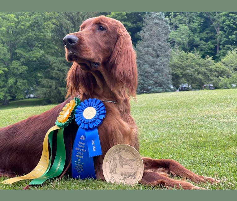 SHADOWMERE'S CELTIC WITHOUT A DOUBT, an Irish Setter tested with EmbarkVet.com