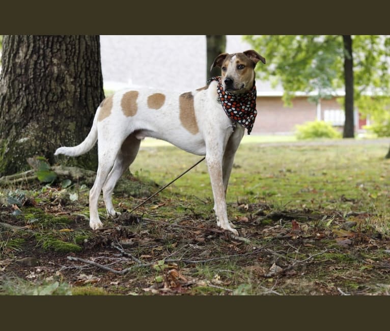 Zetes, a Mountain Cur and American Pit Bull Terrier mix tested with EmbarkVet.com