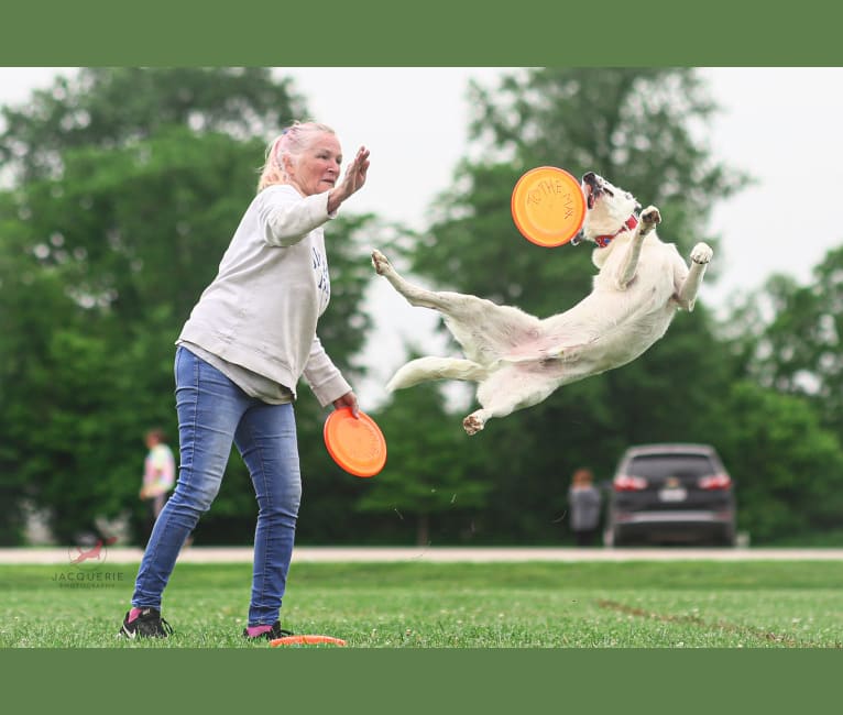 MAXIMILLIAN, a Border Collie (6.1% unresolved) tested with EmbarkVet.com