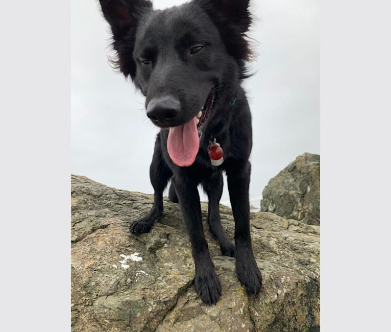 Belgian malinois golden retriever mix hotsell