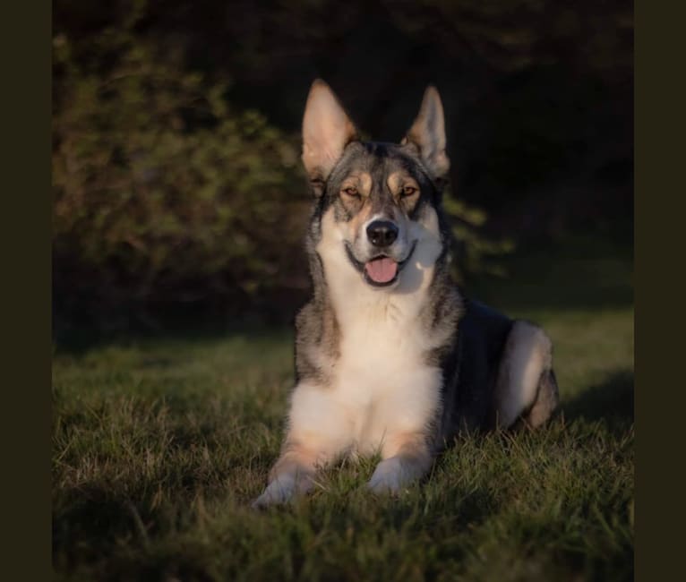 Photo of Koda, a German Shepherd Dog, Siberian Husky, and Border Collie mix in Essex, UK