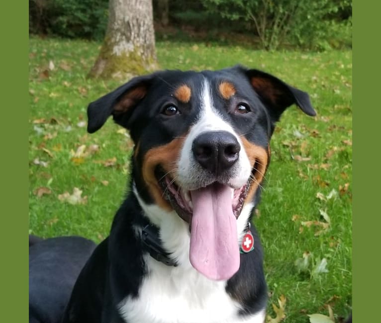 Hudson, a Bernese Mountain Dog and Greater Swiss Mountain Dog mix tested with EmbarkVet.com