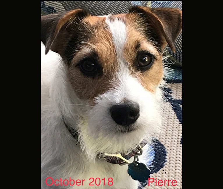 Photo of Pierre, a Russell-type Terrier  in Alexandria, Louisiana, USA