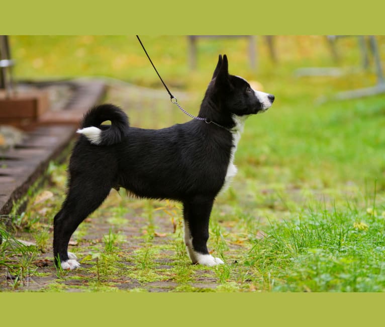 Pikki, a Karelian Bear Dog tested with EmbarkVet.com