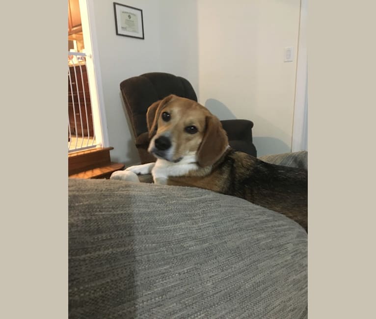 Photo of Charlee, a Beagle, American Pit Bull Terrier, and Mixed mix in Wilmington, Delaware, USA
