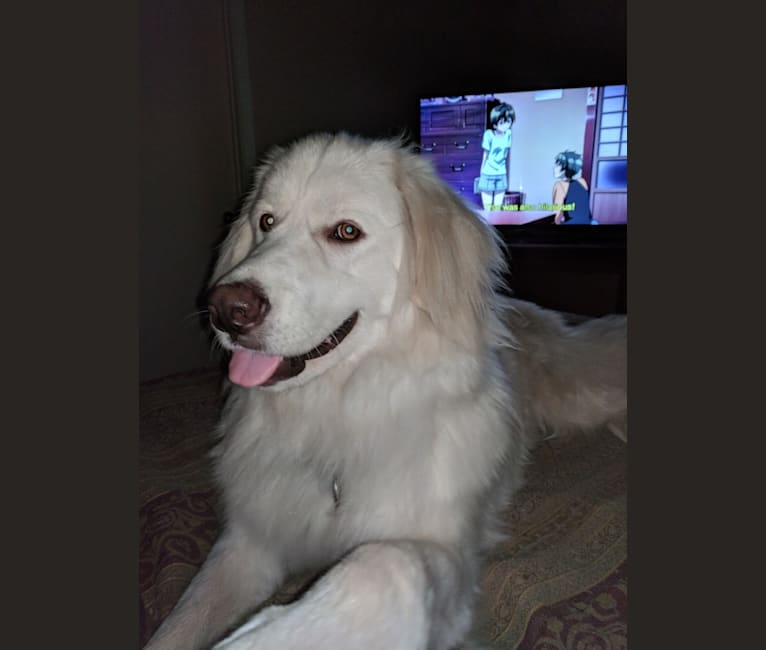 Akbash Rottie Mix: Unveiling the Ultimate Guard Dog