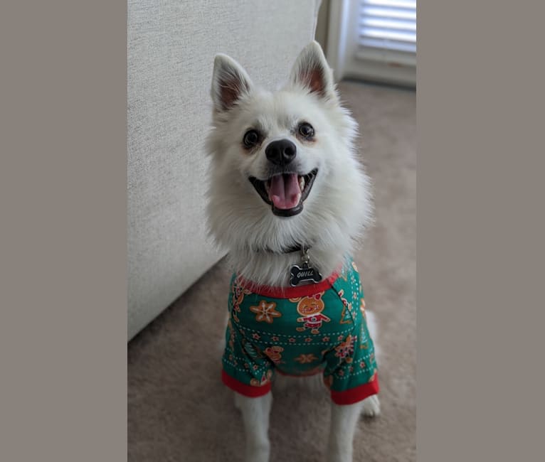 Photo of Quill, an American Eskimo Dog  in Los Angeles, California, USA