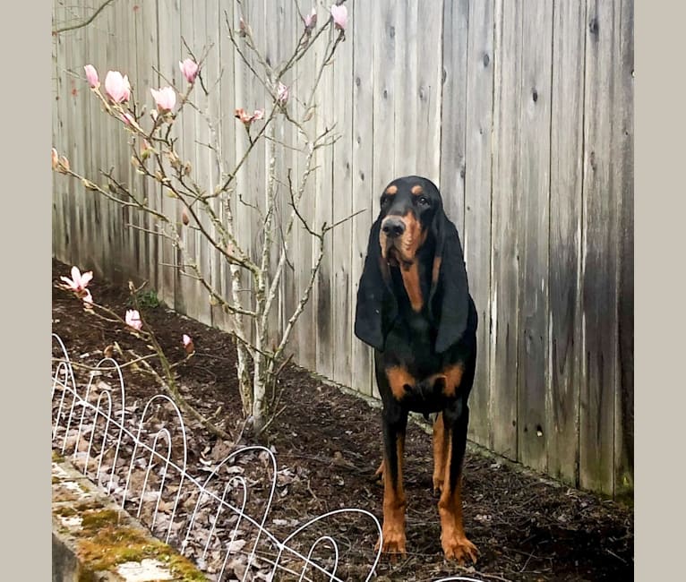 Lou, a Black and Tan Coonhound tested with EmbarkVet.com