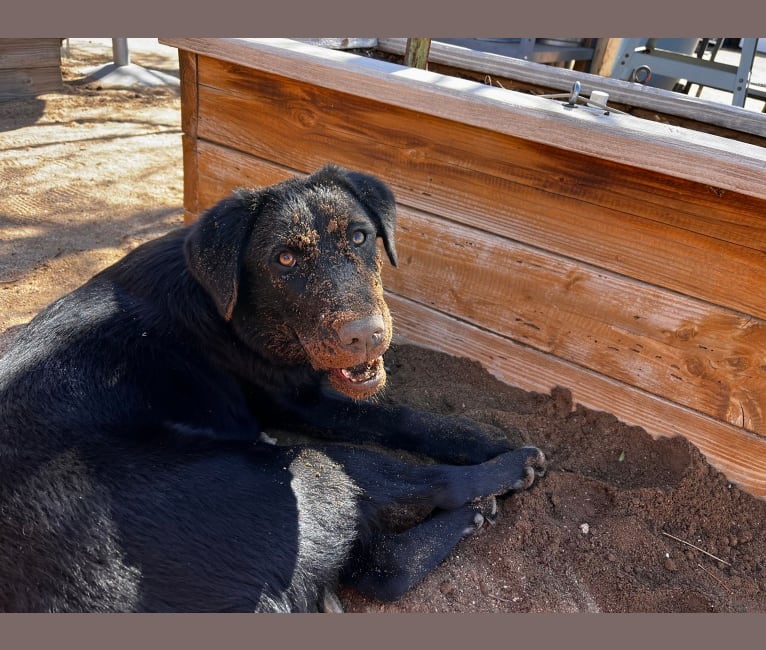 Photo of Luc, a Labrador Retriever and Australian Shepherd mix in Phoenix, Arizona, USA