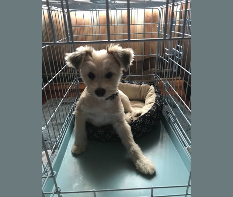 Photo of Louis Jay, a Pomeranian, Yorkshire Terrier, and Miniature Schnauzer mix in Grand Blanc, Michigan, USA