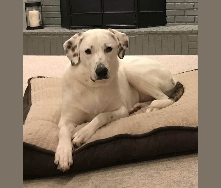 Great pyrenees boxer mix breed clearance