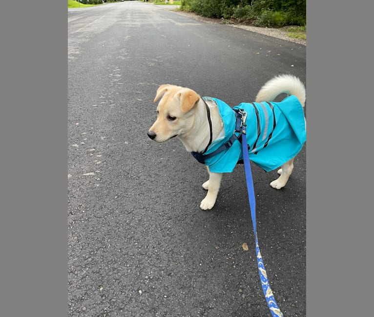 Nala, a Labrador Retriever and Chow Chow mix tested with EmbarkVet.com