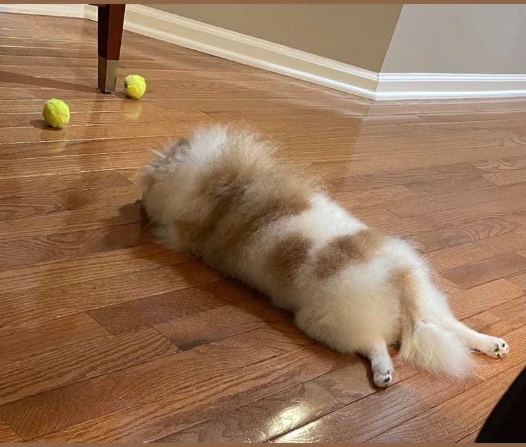 Eleanor, a Pomeranian tested with EmbarkVet.com