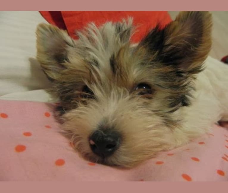 Maggie, a Yorkshire Terrier tested with EmbarkVet.com
