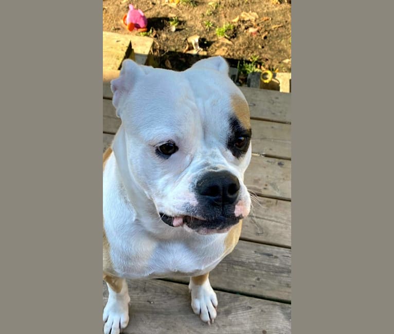 Piper, an American Bulldog tested with EmbarkVet.com
