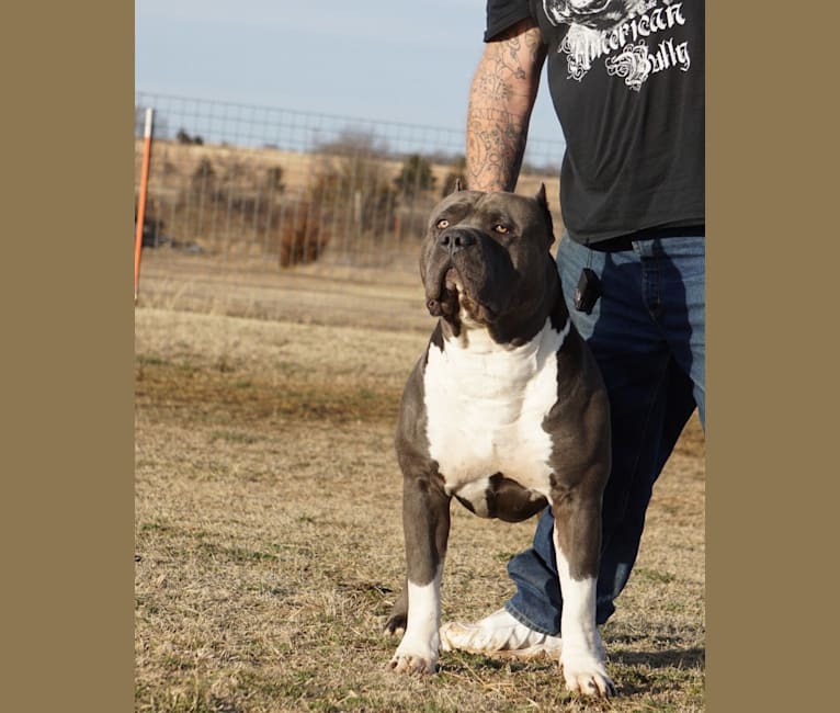 Embark Dog DNA Test Breed