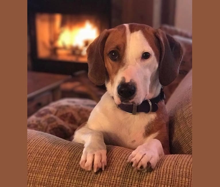 American staffordshire terrier basset cheap hound mix