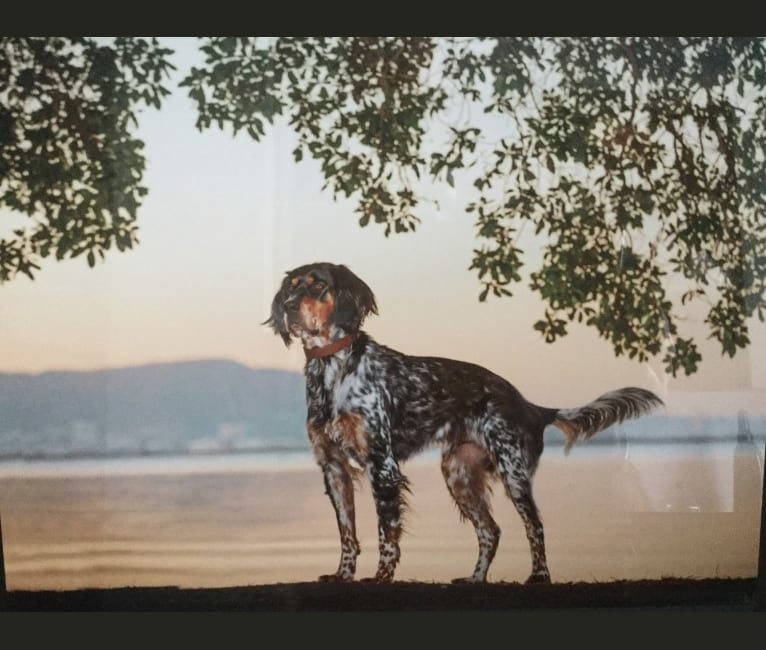 Bowie, a Llewellin Setter tested with EmbarkVet.com