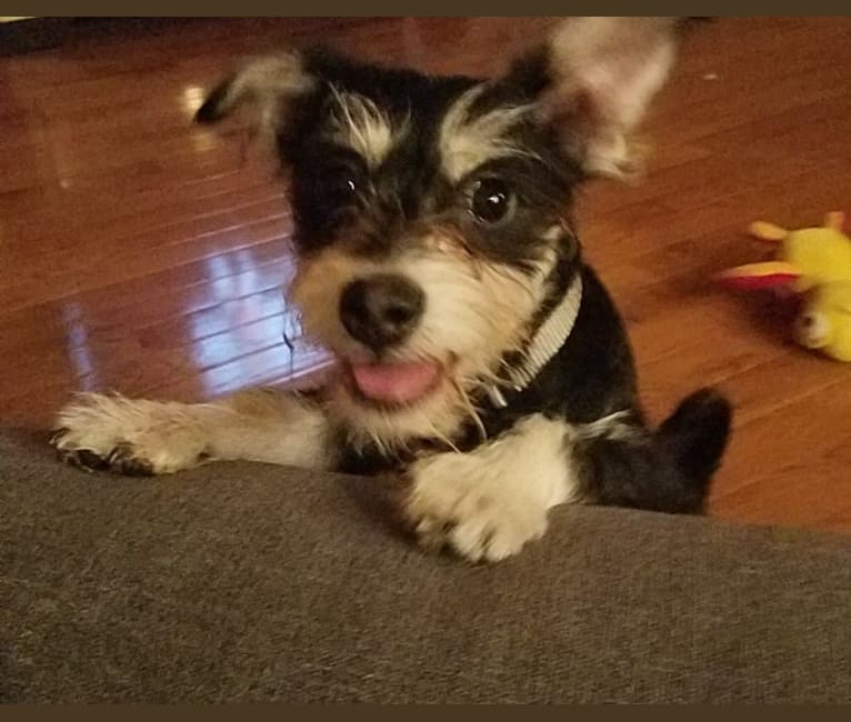 Mini schnauzer outlet rat terrier mix