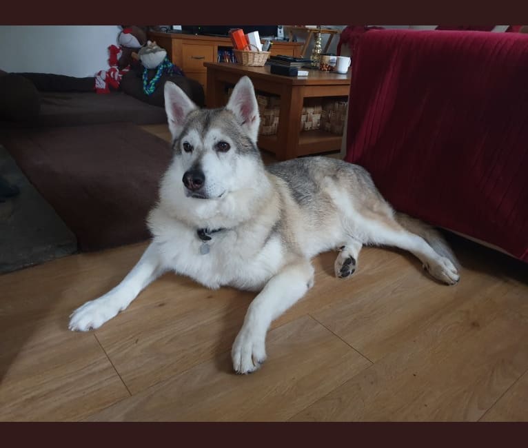 Takoda, a Siberian Husky and German Shepherd Dog mix tested with EmbarkVet.com