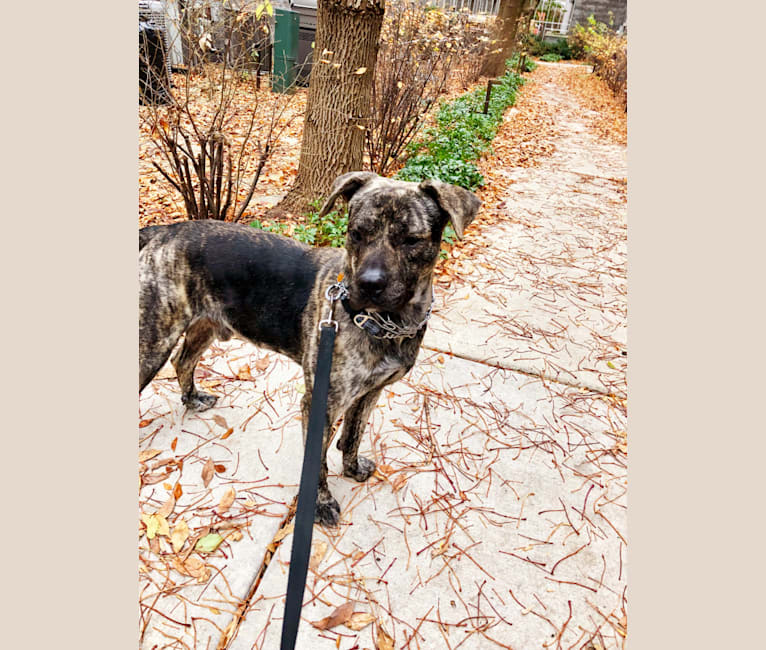 Crosby, a Perro de Presa Canario and Bullmastiff mix tested with EmbarkVet.com