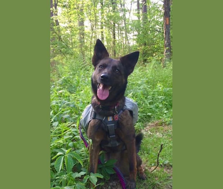 Ruby, a German Shepherd Dog and Australian Cattle Dog mix tested with EmbarkVet.com