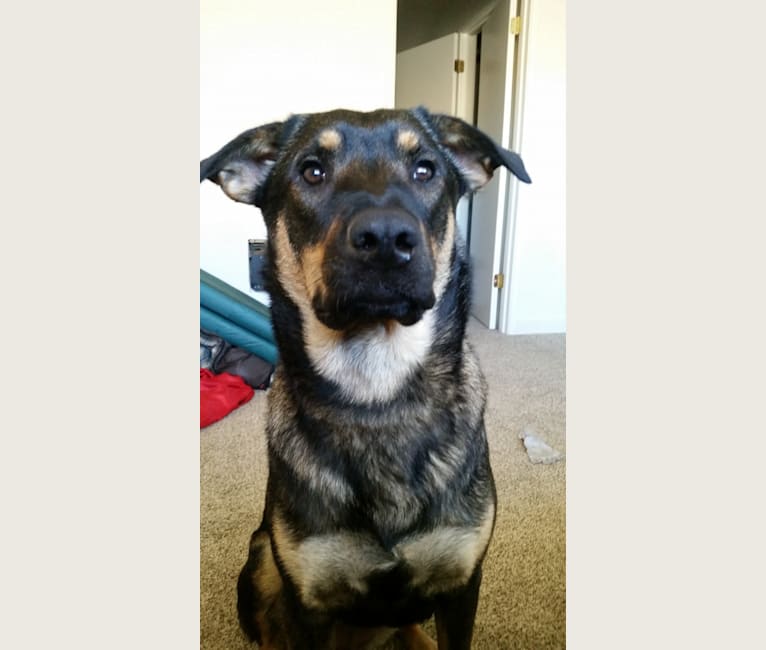 Wendy, a Rottweiler and Belgian Malinois mix tested with EmbarkVet.com