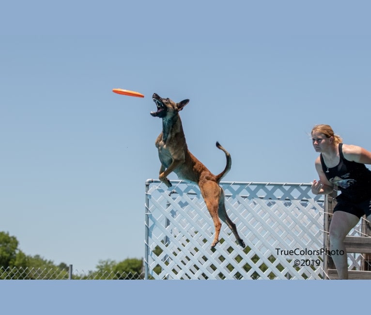 Photo of ‘Zilla, a Dutch Shepherd  in Von Ormy, TX, USA