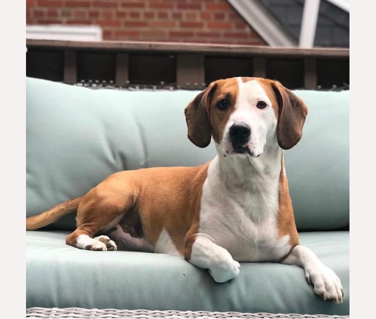 Embark Dog DNA Test Breed