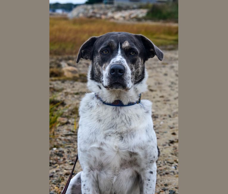 Logan, a Labrador Retriever and Staffordshire Terrier mix tested with EmbarkVet.com