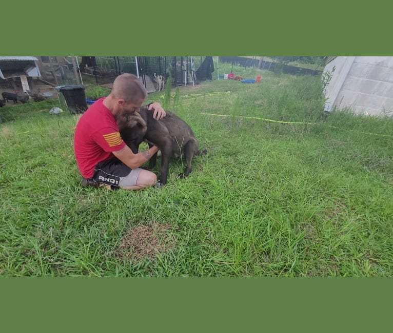 Zhanna, a Central Asian Shepherd Dog tested with EmbarkVet.com