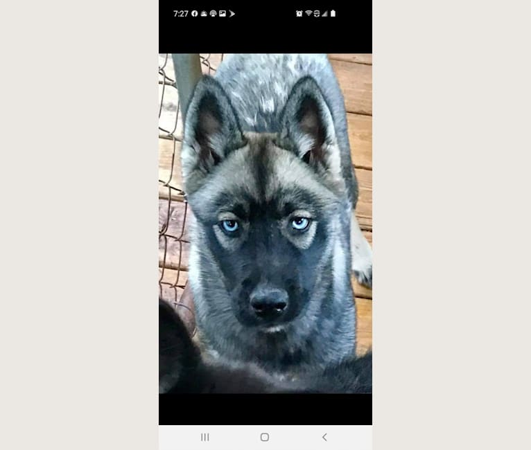 Indigo, a Siberian Husky tested with EmbarkVet.com