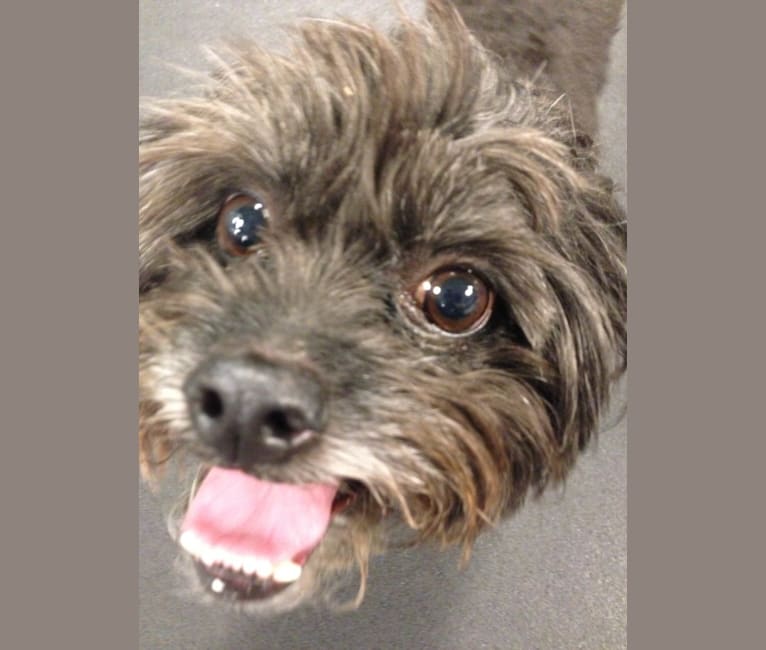 Sprout, a Poodle (Small) and Shih Tzu mix tested with EmbarkVet.com