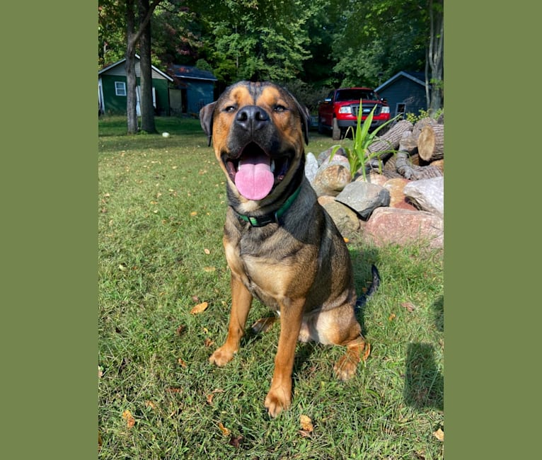 Lenny, a Rottweiler and American Pit Bull Terrier mix tested with EmbarkVet.com