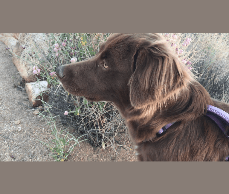 Photo of Dakota, a German Shepherd Dog, Labrador Retriever, Great Pyrenees, and Australian Shepherd mix in California, USA